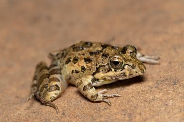 Nehir Kurbağası, Gri Akıntı Kurbağası, Benekli Akış Kurbağası (Strongylopus grayii)