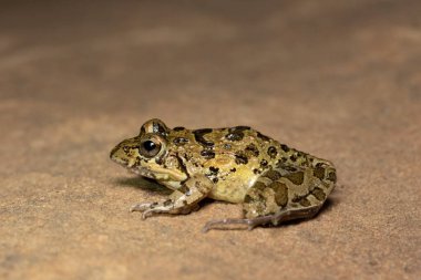 Nehir Kurbağası, Gri Akıntı Kurbağası, Benekli Akış Kurbağası (Strongylopus grayii)