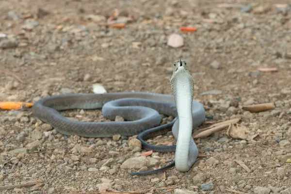 A deadly adult black mamba (Dendroaspis polylepis) in the wild