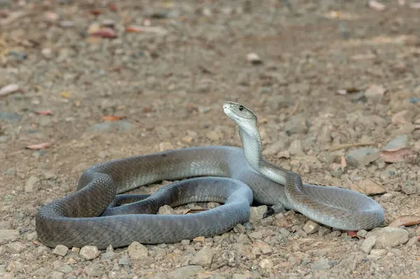 stock image A deadly adult black mamba (Dendroaspis polylepis) in the wild