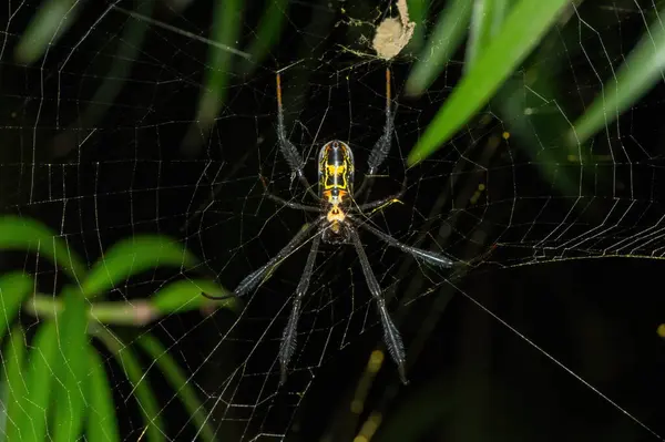 stock image Hairy Golden Orb-weaver (Trichonephila fenestrate), also called a black-legged golden orb-weaver