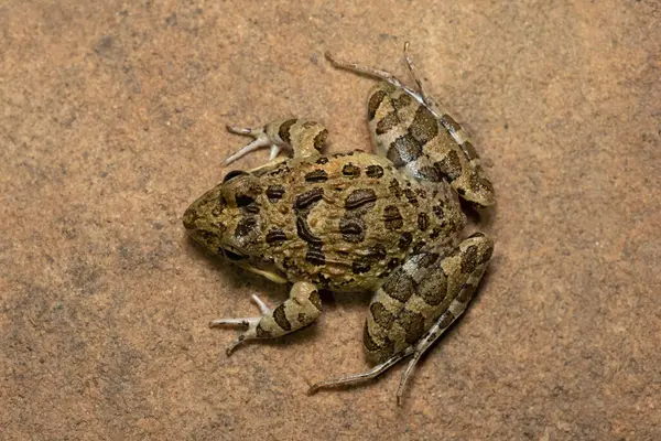 stock image Clicking Stream Frog, Grays Stream Frog, Spotted Stream Frog (Strongylopus grayii)