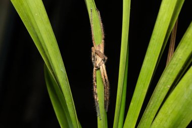 Soğuk bir kış gecesinde yaygın yağmur örümceği (Palystes superciliosus)