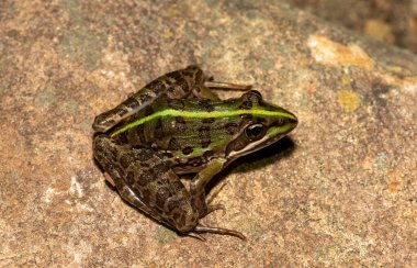 A beautiful common river frog (Amietia angolensis) in the wild clipart