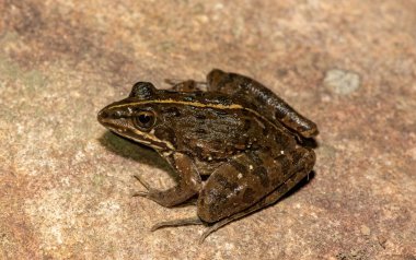 Vahşi doğada güzel bir nehir kurbağası (Amietia angolensis)
