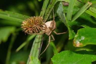 Güzel bir Taçlı Bebek Ağı Örümceği (Rothus sp.) Vahşi doğada
