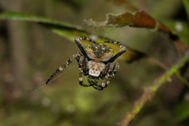 Kıllı bir örümcek (Neoscona sp.)