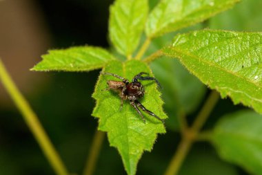 Afrika Zıplayan Örümcekler (Thyenula sp)