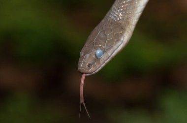Close-up of a beautiful Olive Snake (Lycodonomorphus inornatus) in the wild clipart