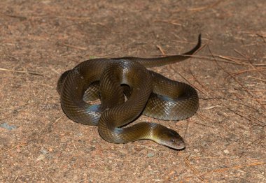 Vahşi doğada güzel bir zeytin yılanının (Lycodonomorphus inornatus) yakın çekimi)