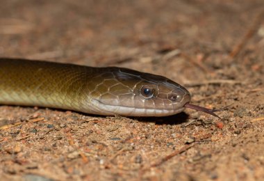 Vahşi doğada güzel bir zeytin yılanının (Lycodonomorphus inornatus) yakın çekimi)