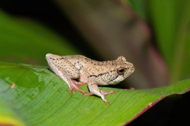 Güzel boyalı bir sazlık kurbağası, ya da soğuk bir kış akşamında yaprak üzerinde mermer bir saz kurbağası (Hyperolius marmoratus).