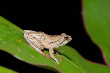 Güzel boyalı bir sazlık kurbağası, ya da soğuk bir kış akşamında yaprak üzerinde mermer bir saz kurbağası (Hyperolius marmoratus).