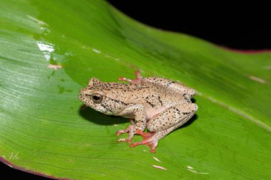 Güzel boyalı bir sazlık kurbağası, ya da soğuk bir kış akşamında yaprak üzerinde mermer bir saz kurbağası (Hyperolius marmoratus).
