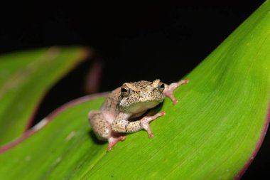 Güzel boyalı bir sazlık kurbağası, ya da soğuk bir kış akşamında yaprak üzerinde mermer bir saz kurbağası (Hyperolius marmoratus).