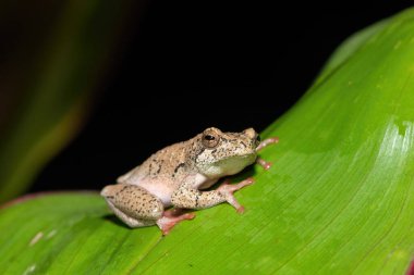 Güzel boyalı bir sazlık kurbağası, ya da soğuk bir kış akşamında yaprak üzerinde mermer bir saz kurbağası (Hyperolius marmoratus).