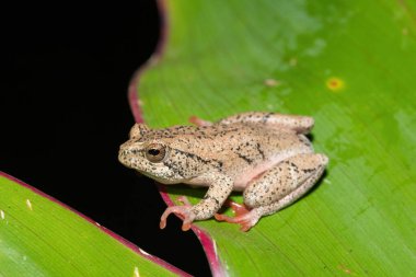 Güzel boyalı bir sazlık kurbağası, ya da soğuk bir kış akşamında yaprak üzerinde mermer bir saz kurbağası (Hyperolius marmoratus).