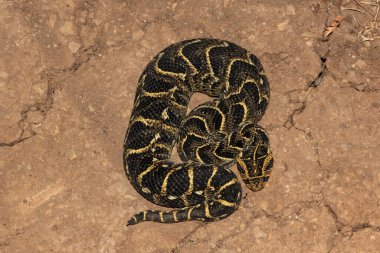 Son derece zehirli Puff Adder 'ın (Bitis arietans)