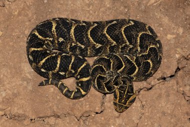 Son derece zehirli Puff Adder 'ın (Bitis arietans)