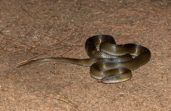 Vahşi doğada güzel bir zeytin yılanının (Lycodonomorphus inornatus) yakın çekimi)