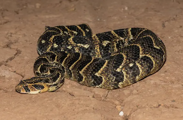 Son derece zehirli Puff Adder 'ın (Bitis arietans)