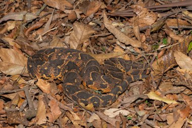 Ölümcül erkek Puff Adder (Bitis arietans) güzel kamuflajını sergiliyor