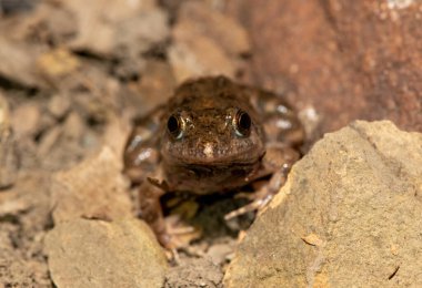 Şirin bir Horlayan Su Kurbağası 'nın (Phrynobatrachus natalensis)