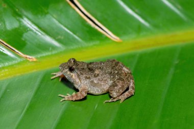Close-up of a cute Snoring Puddle Frog (Phrynobatrachus natalensis) clipart