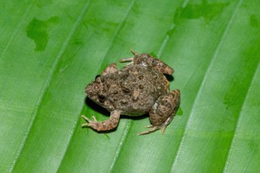 Close-up of a cute Snoring Puddle Frog (Phrynobatrachus natalensis) clipart