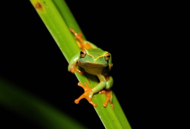 Sarı çizgili şirin bir Reed Kurbağası (Hyperolius yarı disk) bir göletin yanındaki sazlıklar üzerinde