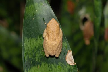 Kışın sarı çizgili Reed Kurbağası (Hyperolius yarı disk)