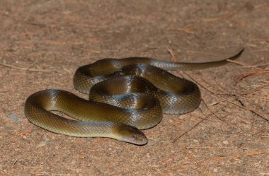 Vahşi doğada güzel bir zeytin yılanının (Lycodonomorphus inornatus) yakın çekimi)