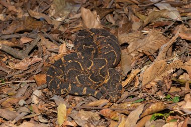 Ölümcül erkek Puff Adder (Bitis arietans) güzel kamuflajını sergiliyor