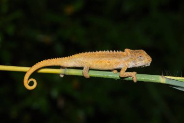Midlands Cüce Bukalemunu 'nun (Bradypodion thamnobates) güzel kamuflajı)