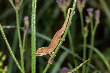Midlands Cüce Bukalemunu 'nun (Bradypodion thamnobates) güzel kamuflajı)