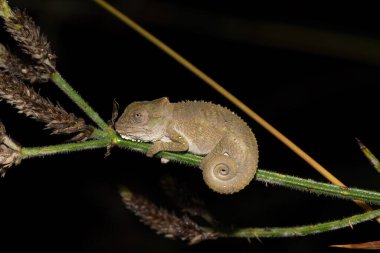 Midlands Cüce Bukalemunu 'nun (Bradypodion thamnobates) güzel kamuflajı)