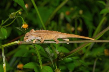 Midlands Cüce Bukalemunu 'nun (Bradypodion thamnobates) güzel kamuflajı)
