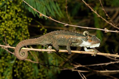 Midlands Cüce Bukalemunu 'nun (Bradypodion thamnobates) güzel kamuflajı)