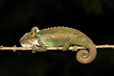 Midlands Cüce Bukalemunu 'nun (Bradypodion thamnobates) güzel kamuflajı)
