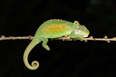 Midlands Cüce Bukalemunu 'nun (Bradypodion thamnobates) güzel kamuflajı)