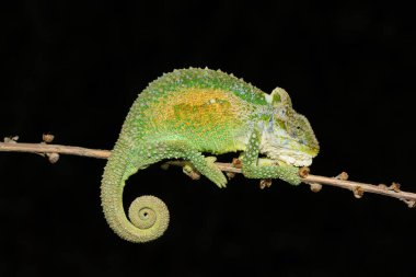 Midlands Cüce Bukalemunu 'nun (Bradypodion thamnobates) güzel kamuflajı)