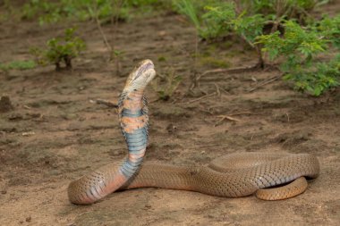 A highly venomous Mozambique Spitting Cobra (Naja mossambica) spitting its venom clipart
