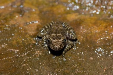 Ormandaki bir şelalenin dibinde güzel bir Natal Cascade Frog (Hadromophryne natalensis).