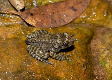 A beautiful Natal Cascade Frog (Hadromophryne natalensis) at the base of a waterfall in a forest clipart