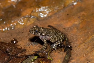 A beautiful Natal Cascade Frog (Hadromophryne natalensis) at the base of a waterfall in a forest clipart