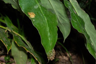 A rare and endangered Kloof frog, also known as the Natal diving frog, or Boneberg's frog (Natalobatrachus bonebergi) laying eggs on vegetation above a slow moving stream in a forest clipart
