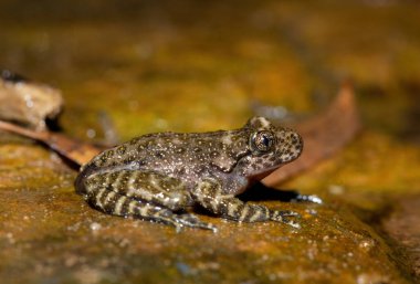 Ormandaki bir şelalenin dibinde güzel bir Natal Cascade Frog (Hadromophryne natalensis).