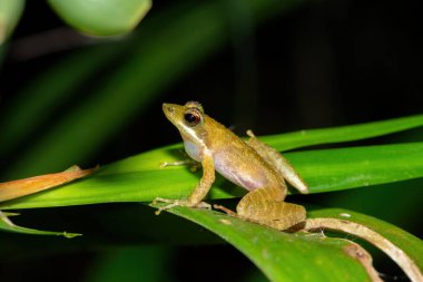 The rare and endangered Kloof frog, also known as the Natal diving frog, or Boneberg's frog (Natalobatrachus bonebergi) near a slow moving stream in a forest clipart