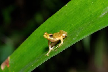 Nadir ve nesli tükenmekte olan Kloof kurbağası, Natal Dalış Kurbağası veya Boneberg Kurbağası (Natalobatrachus bonebergi) olarak da bilinir.