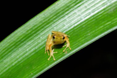 Nadir ve nesli tükenmekte olan Kloof kurbağası, Natal Dalış Kurbağası veya Boneberg Kurbağası (Natalobatrachus bonebergi) olarak da bilinir.